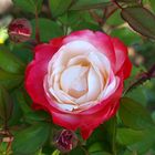 Unsere schönste Rose im Garten