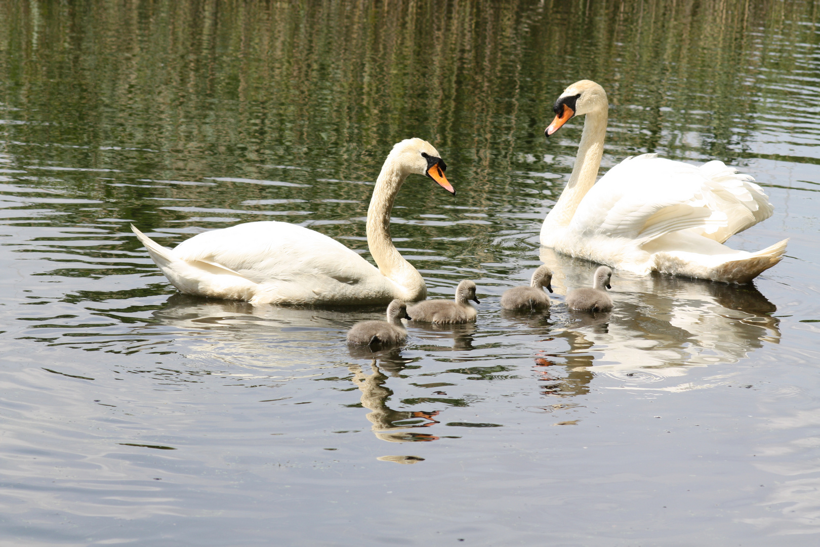 Unsere Schwanenfamilie