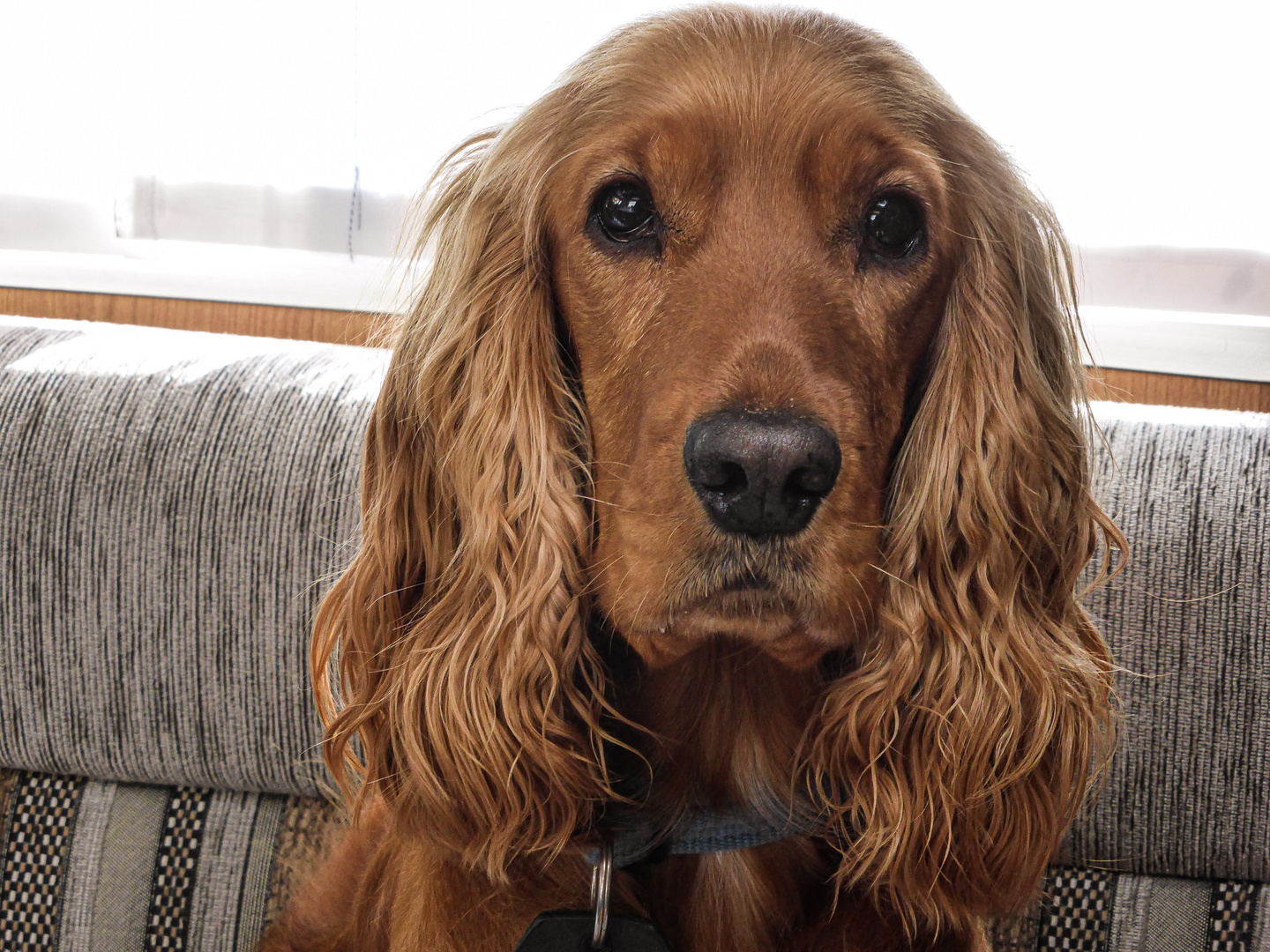 Unsere Shannon... Foto & Bild europe, united kingdom & ireland