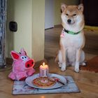 Unsere Shiba Inu Hündin Jamu an ihrem ersten Geburtstag!