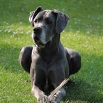 unsere Silbernase - Dogge Princess Blue