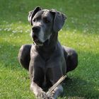 unsere Silbernase - Dogge Princess Blue