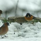 unsere Singvögel......und zum vierten..