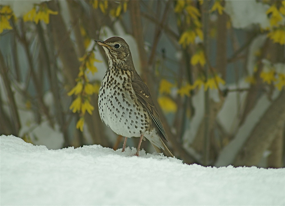 unsere Singvögel.....zum zweiten..