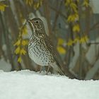 unsere Singvögel.....zum zweiten..