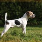 Unsere "Socke" ein Parson Russell Terrier