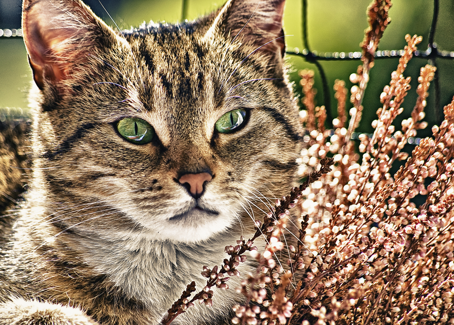 Unsere Sonnenanbeterin im Blumenkasten