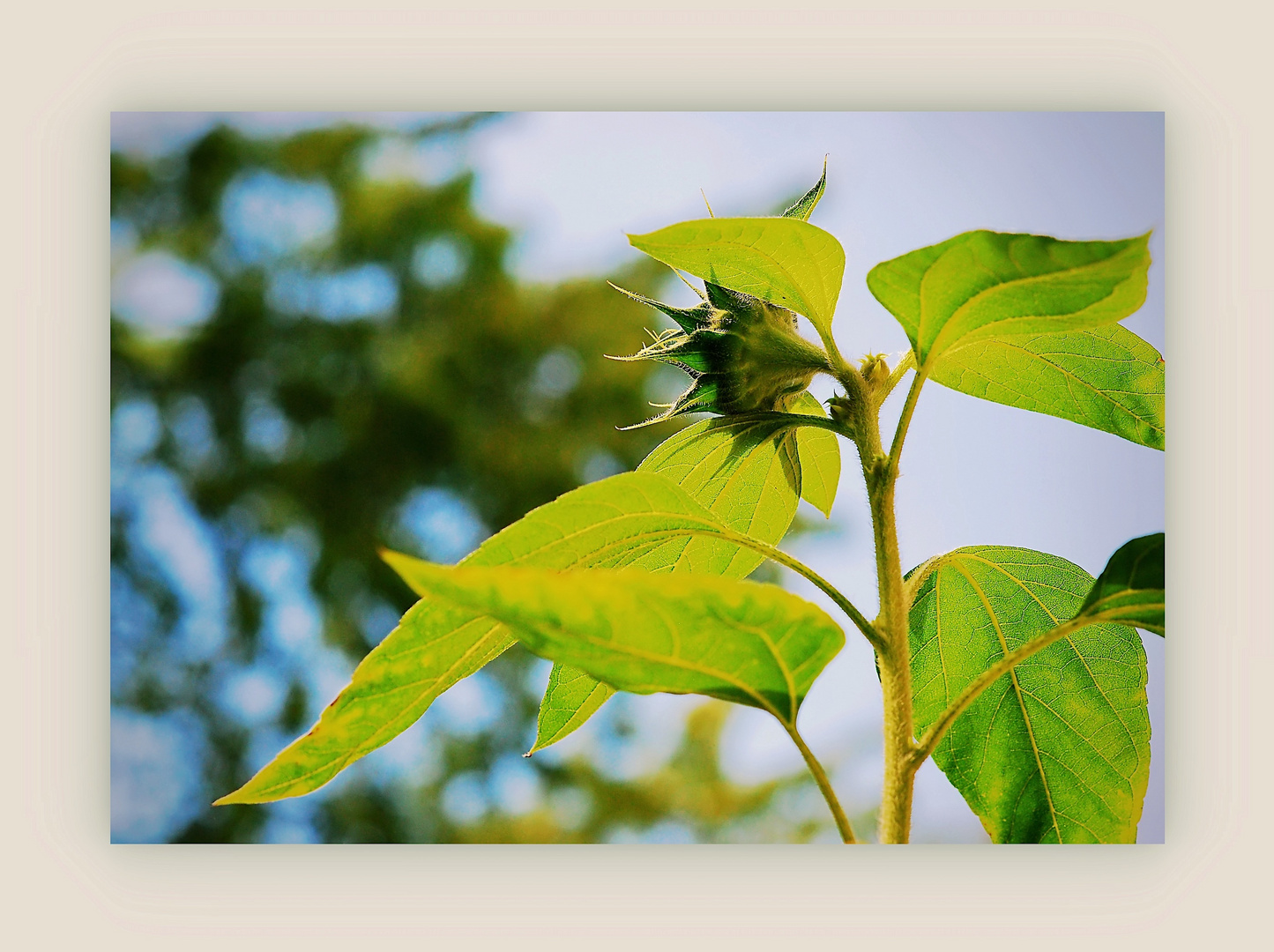 unsere Sonnenblume