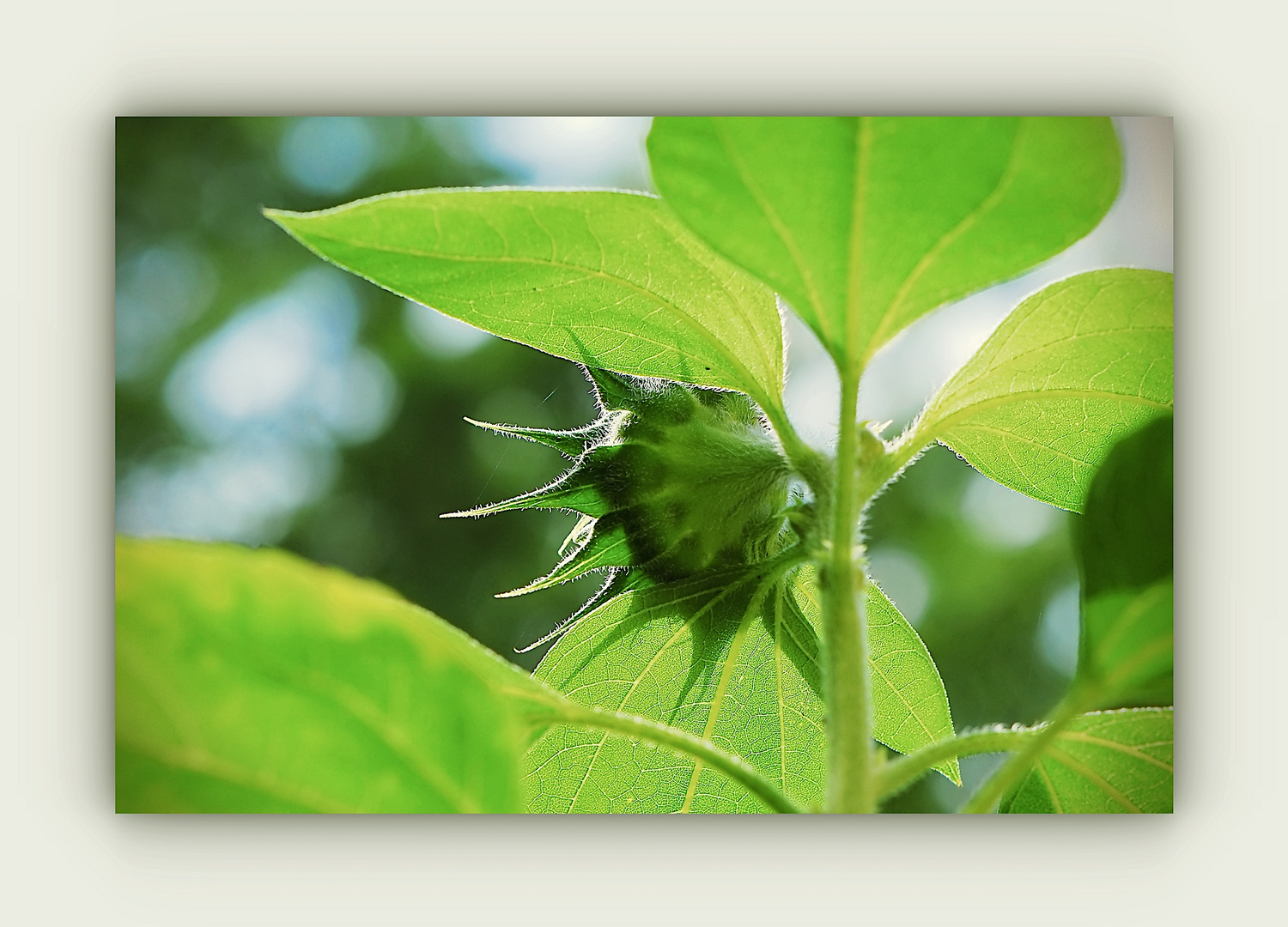 Unsere Sonnenblume