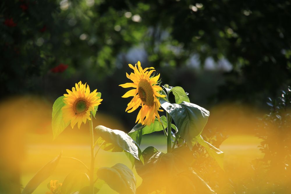 Unsere Sonnenblume