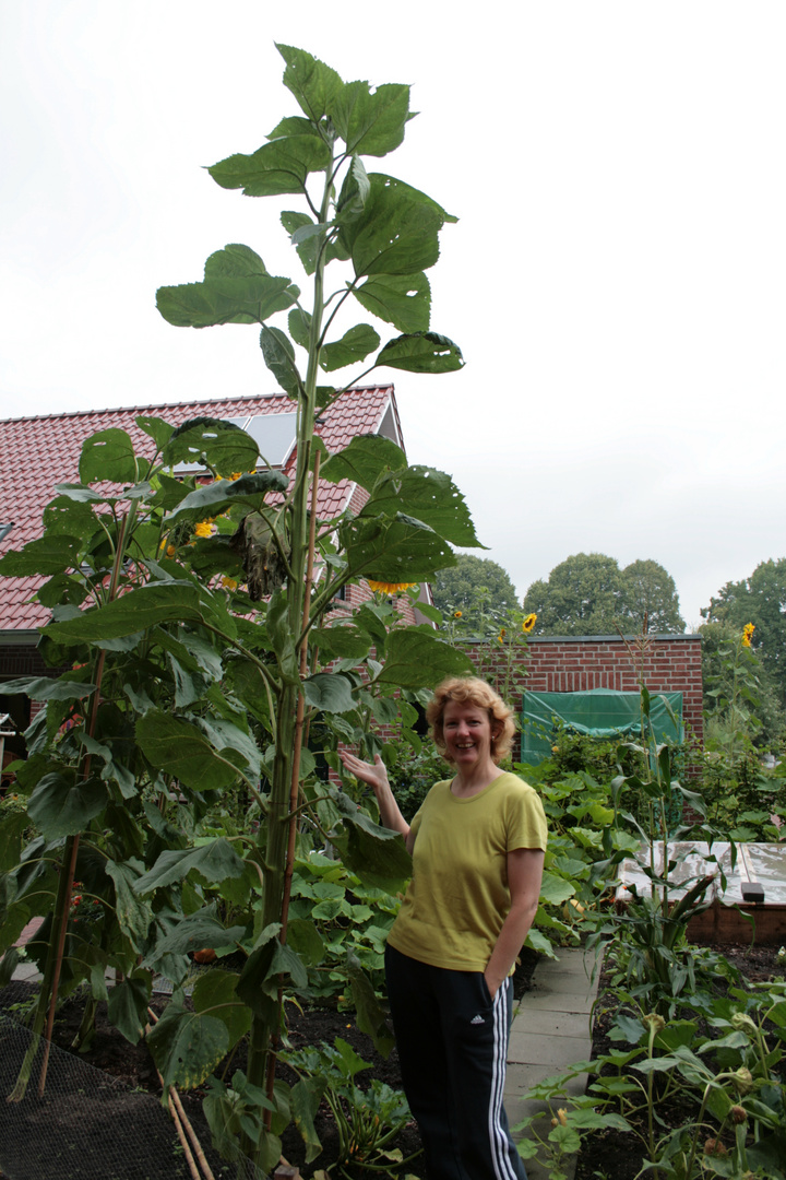 unsere Sonnenblumen!