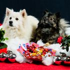 Unsere Spitze Addy & Zalina beim Weihnachtsshooting