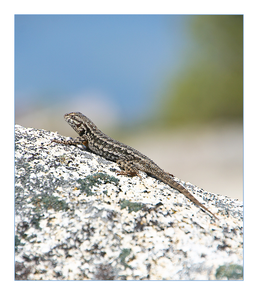 Unsere ständigen Begleiter in der Sierra Nevada