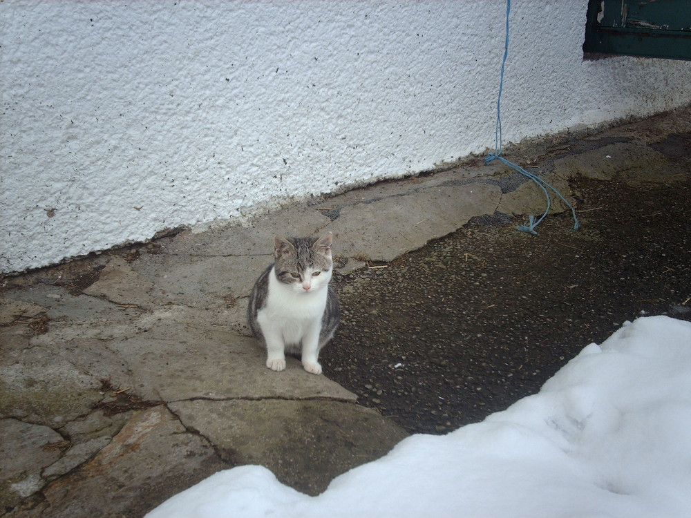 Unsere Stallkatze