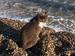 Unsere Strandkatze