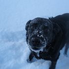 Unsere süße Chayenne hat im Schnee gebuttelt