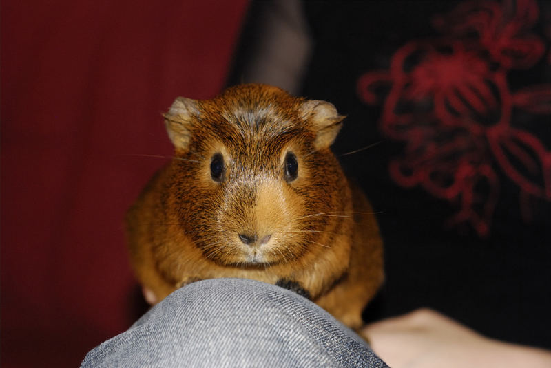 Unsere Süße Junior (Nobby´s tochter)