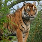 Unsere Sumatra Tigerin "KIM"