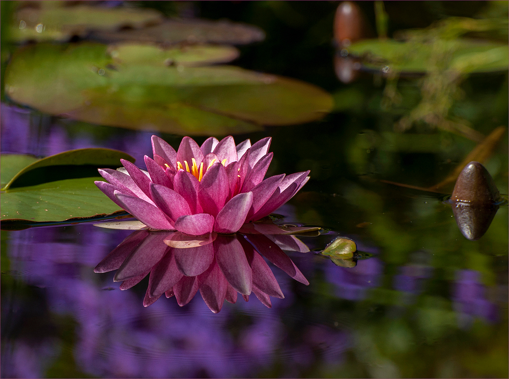 Unsere Teichrose spiegelt sich im Spiegelbild des Storchenschnabels....