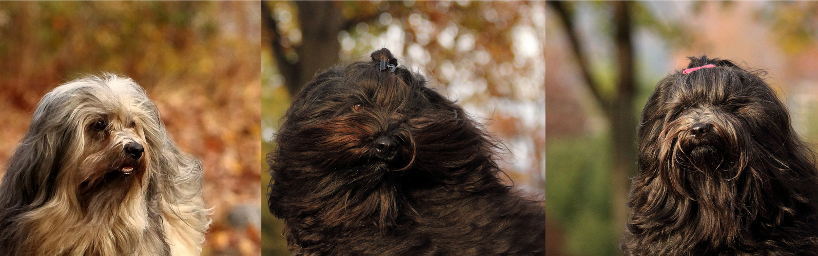 Unsere Tibet Terrier