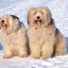 Unsere Tibet-Terrier "Tara" und "Balu