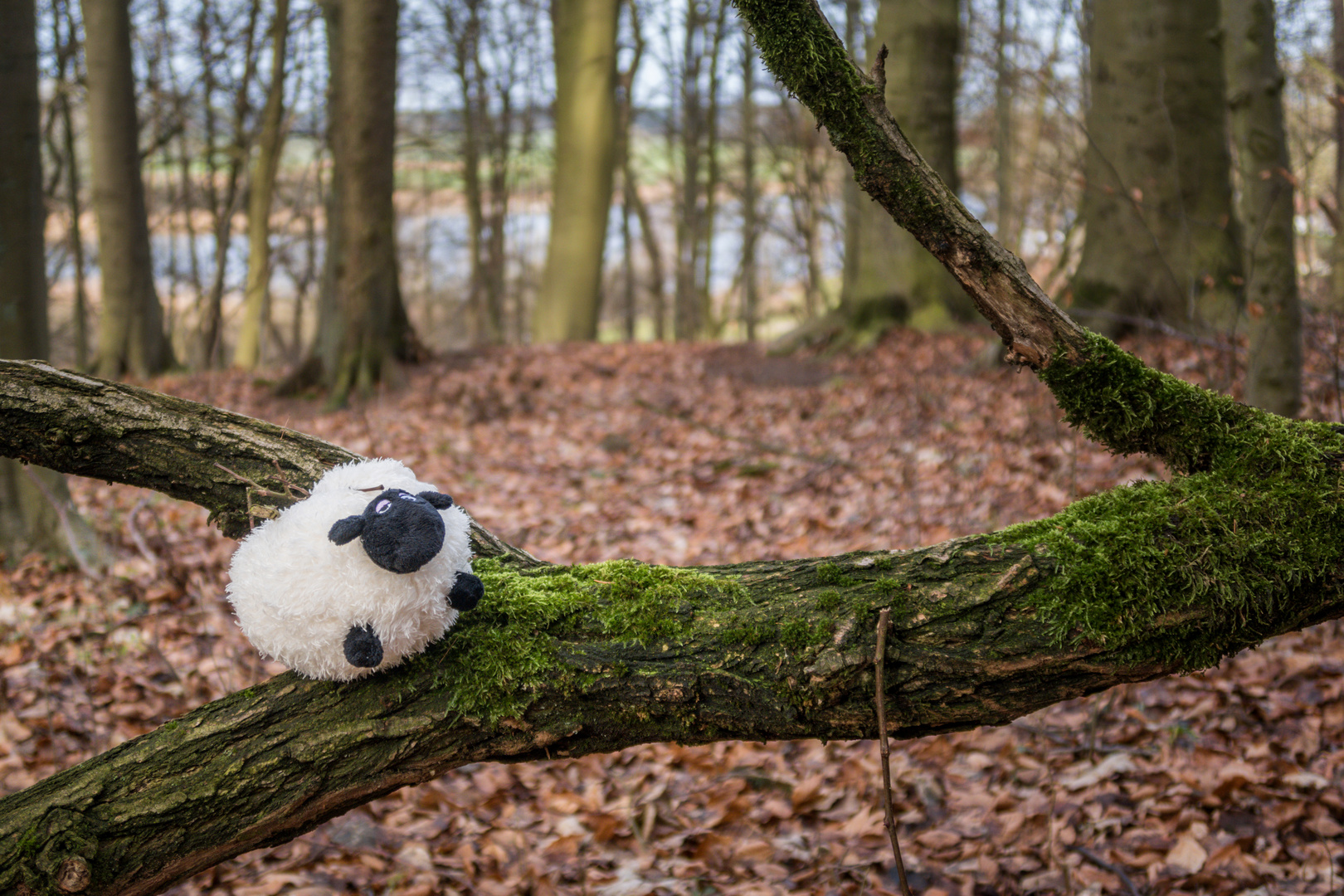 Unsere Tiere im Wald