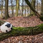 Unsere Tiere im Wald