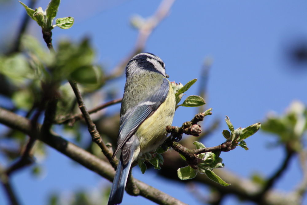 Unsere tierischen Mitbewohner