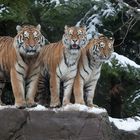 Unsere Tiger sind gross geworden