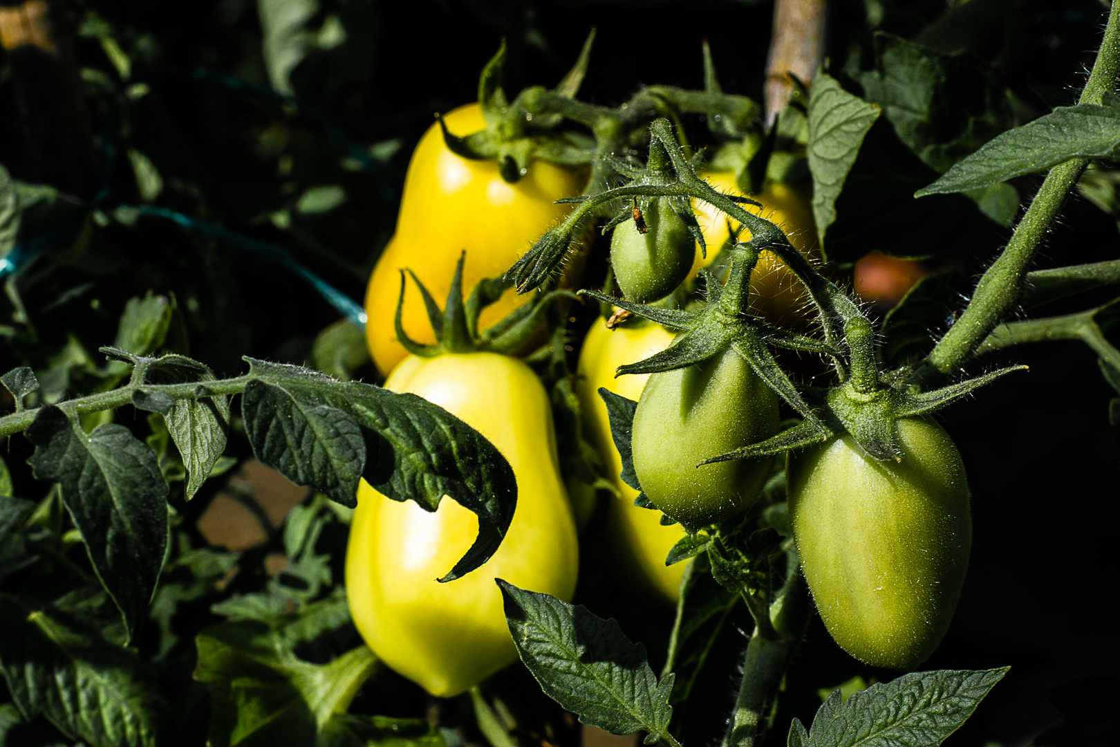 unsere Tomaten