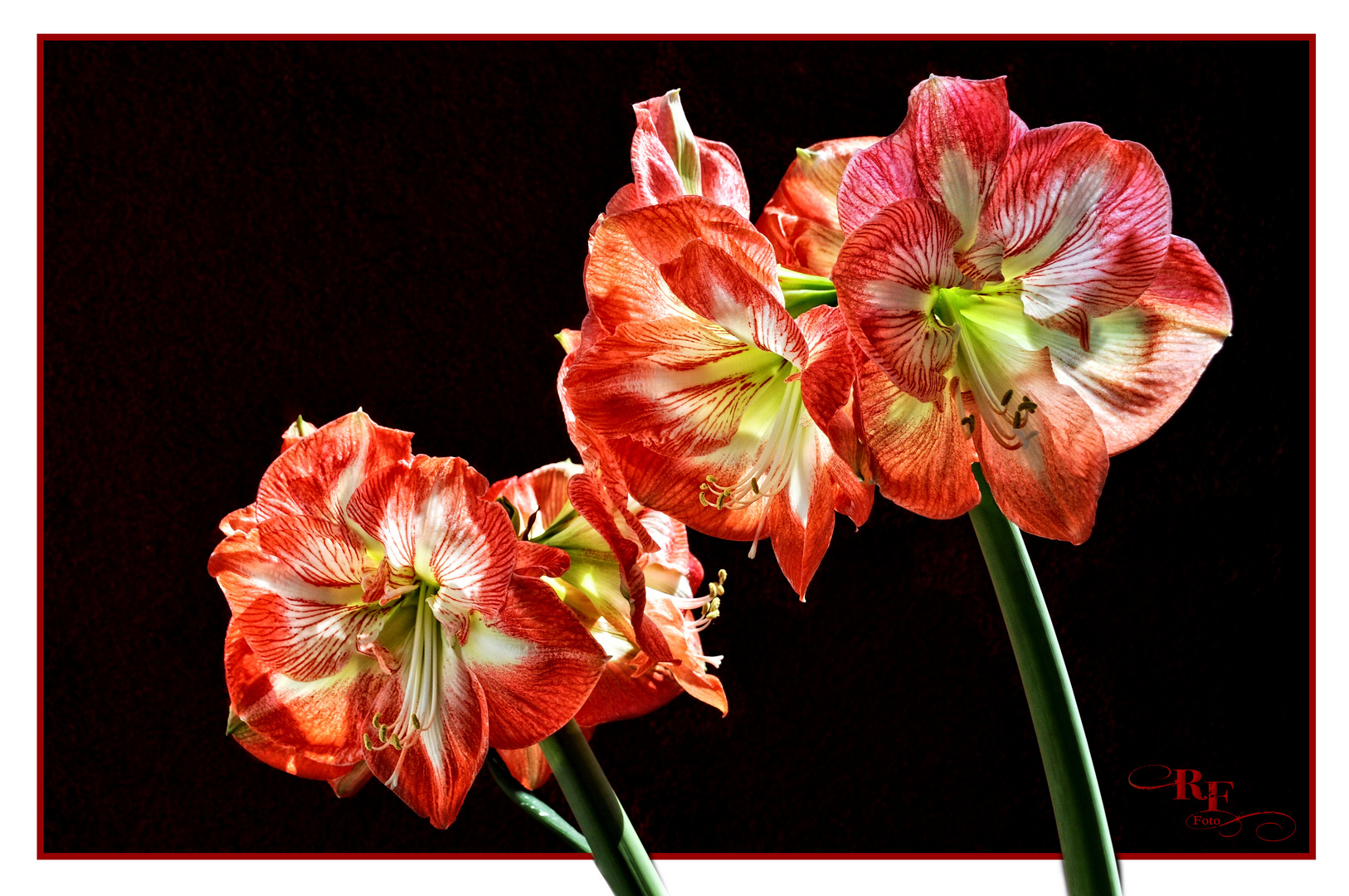 Unsere treue Amaryllis