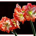 Unsere treue Amaryllis