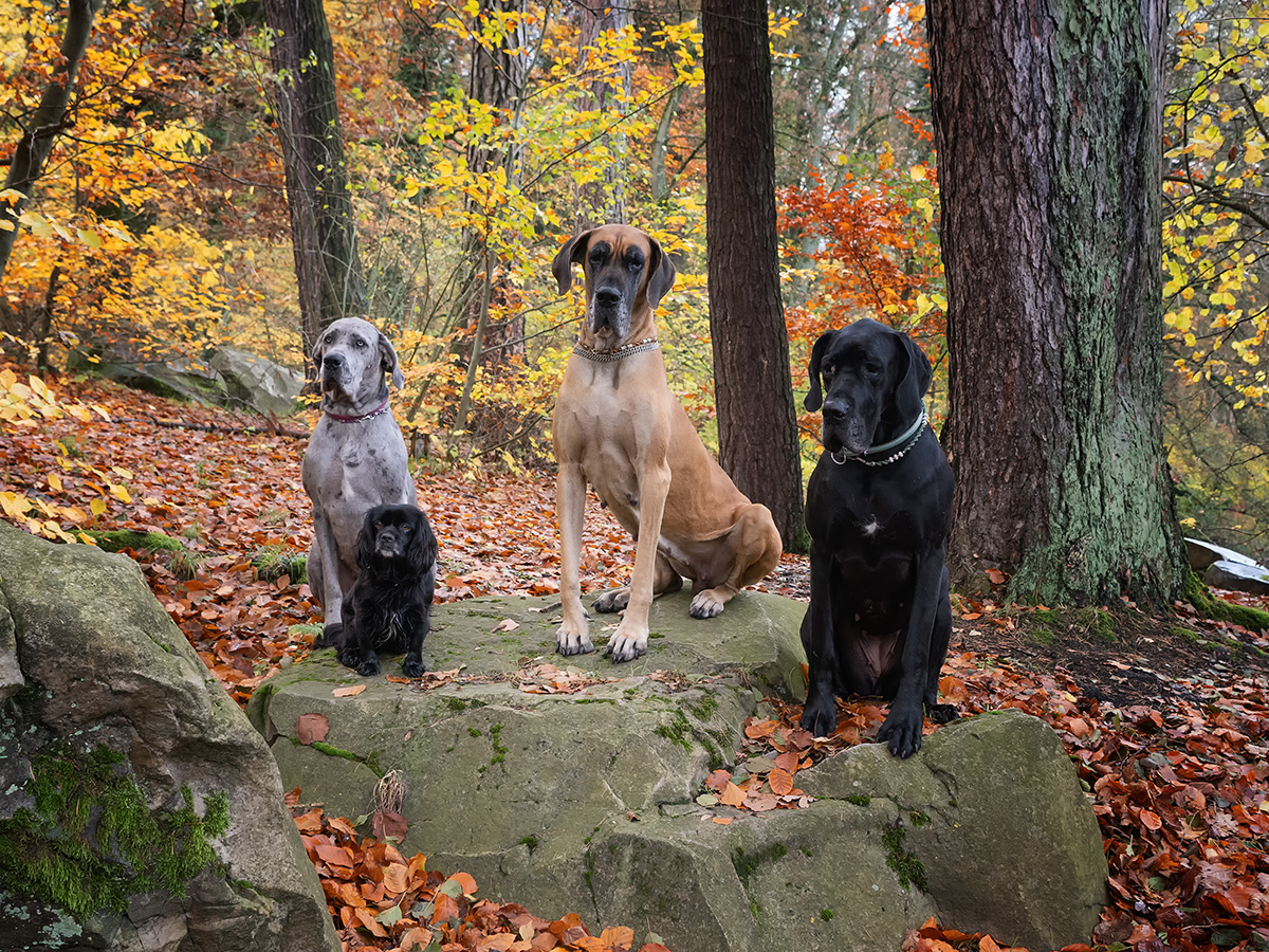 Unsere treuen Begleiter