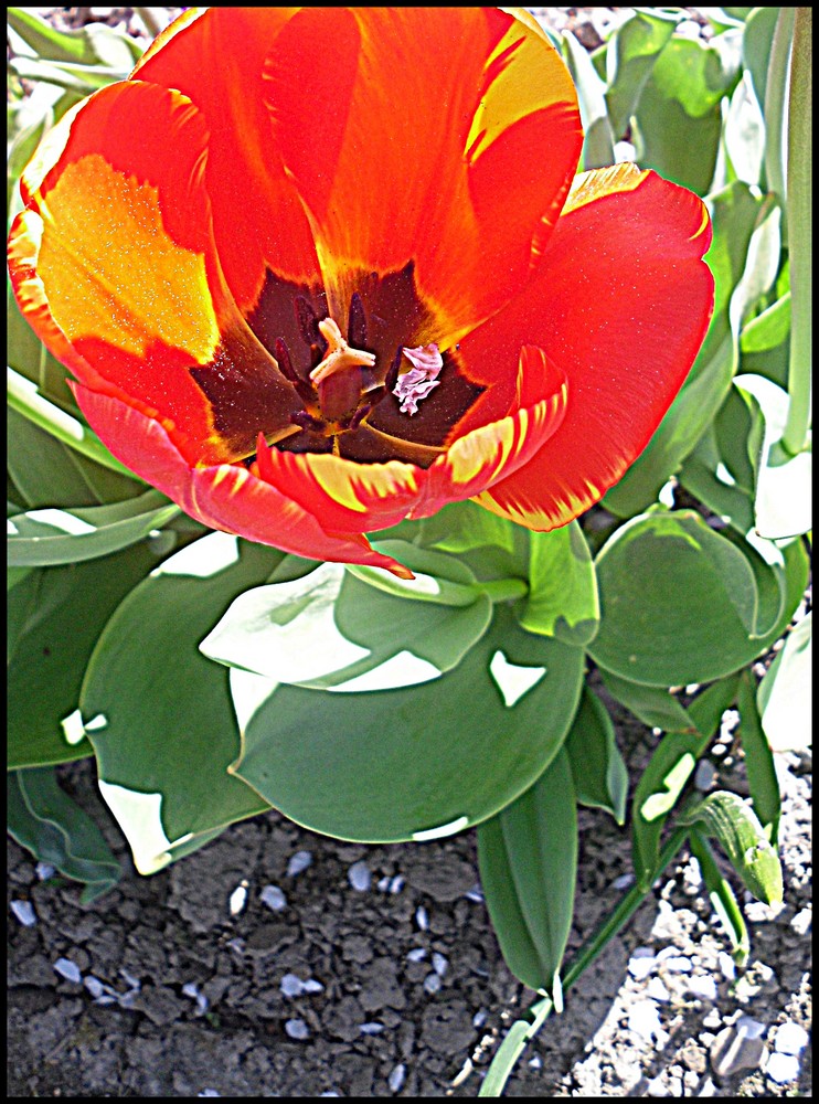 unsere Tulpen.