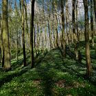 unsere Wälder im Frühling