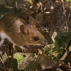 unsere Waldmaus schnappt sich auch noch ein paar Brocken vom Vogelfutter