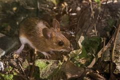 unsere Waldmaus schnappt sich auch noch ein paar Brocken vom Vogelfutter