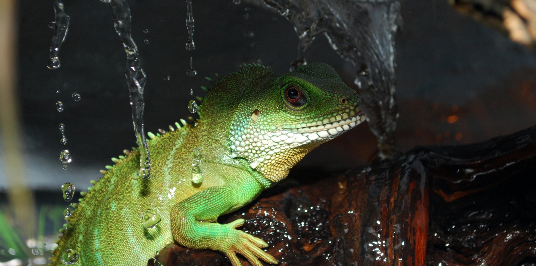 Unsere Wasseragame beim duschen