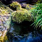 unsere Wasserläufe im Garten