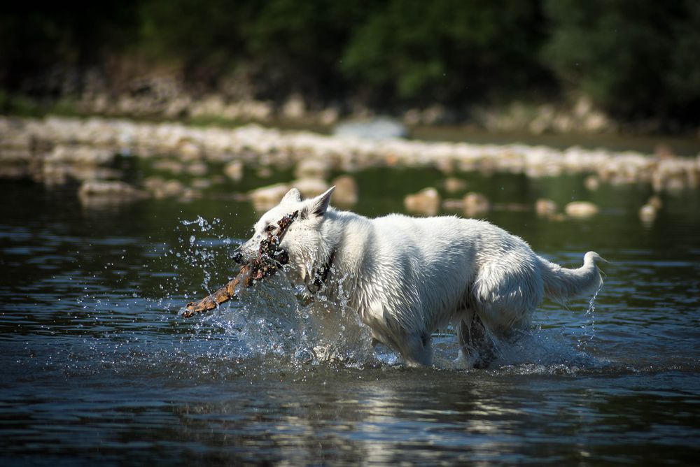 Unsere Wasserratte in Action...