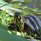 Unsere Wasserschildkröte