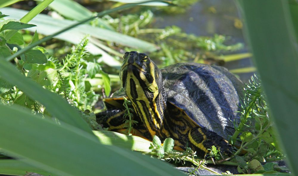 Unsere Wasserschildkröte