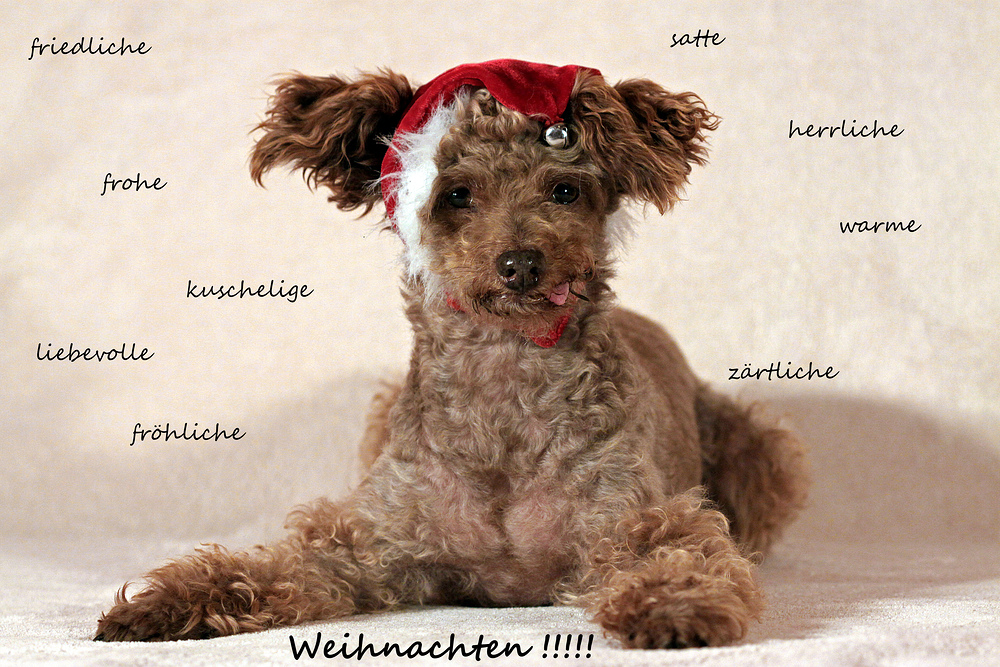 unsere Weihnachtskarte 2012