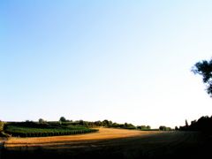 Unsere Weinberge