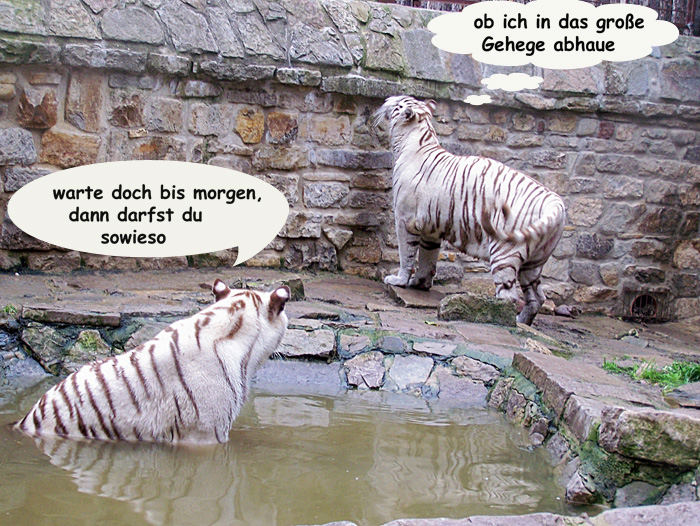 Unsere weissen Tiger Kiara und Karim