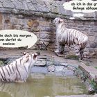 Unsere weissen Tiger Kiara und Karim