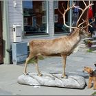 Unsere  Welsh-Terrier Hündin Kira bei einer "Rentier Begegnung" in Roros: Norwegenreise 2013