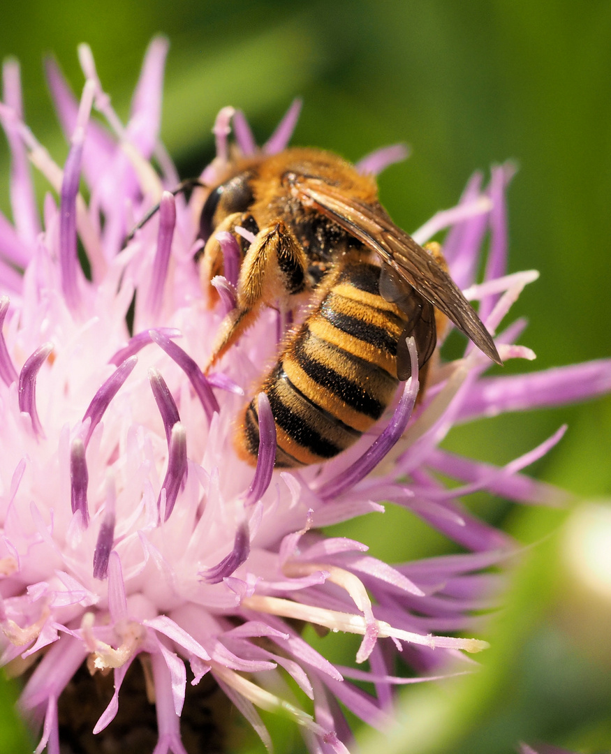 Unsere wichtigsten Insekten ....