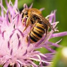 Unsere wichtigsten Insekten ....