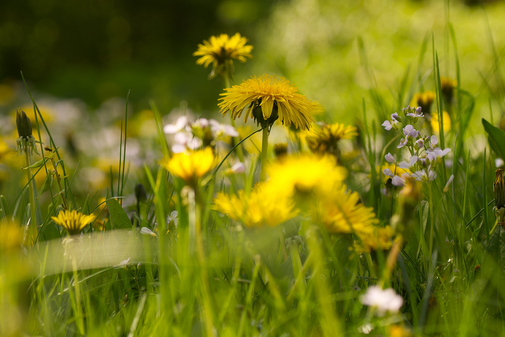 Unsere Wiese ist jetzt besonders schön